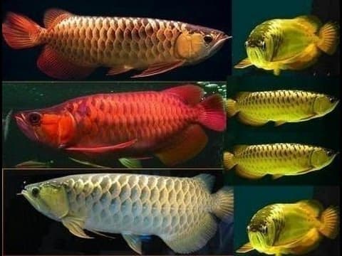 24K Golden Arowana Fish _ Chili Red Arowana_ Asian Super Red